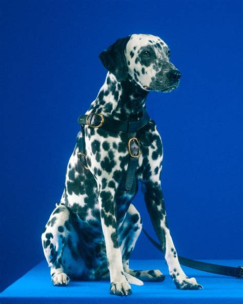 gucci dalmatian|new gucci pet collection.